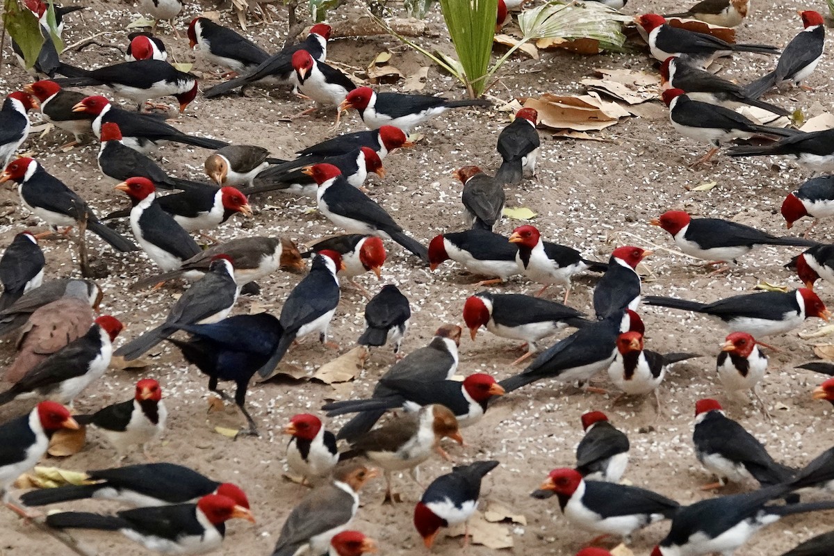 Yellow-billed Cardinal - ML623988043