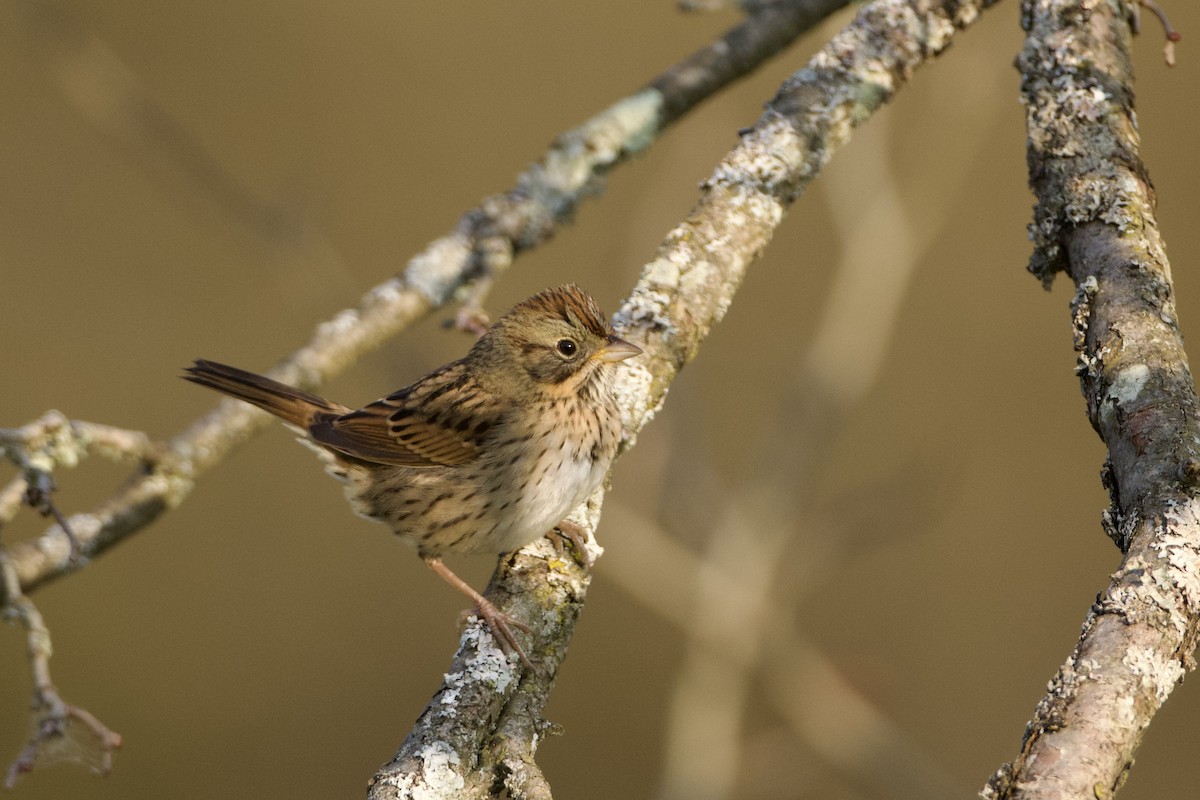 Lincoln's Sparrow - ML623988066