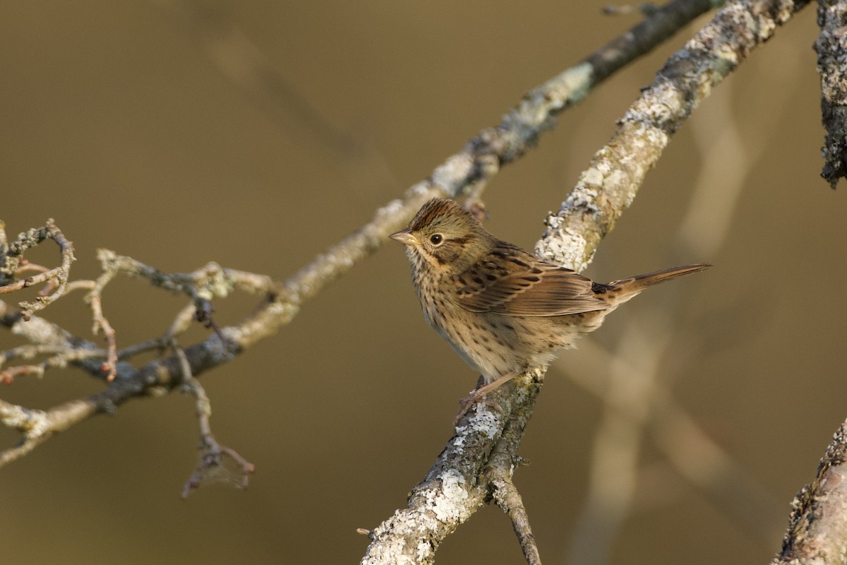 Lincoln's Sparrow - ML623988068