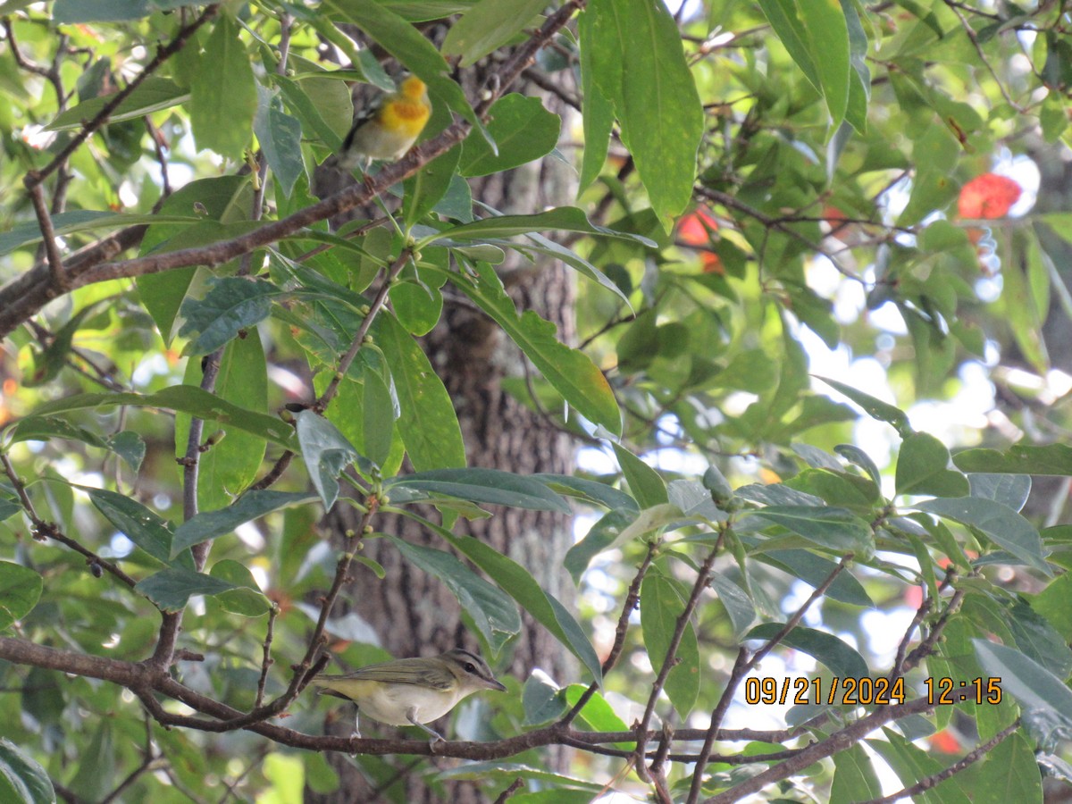 Northern Parula - ML623988079