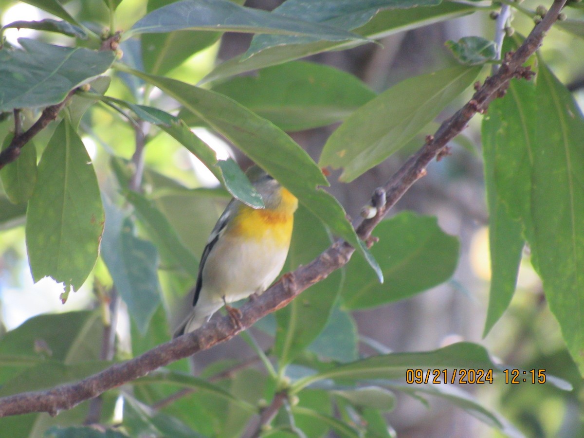 Northern Parula - ML623988080