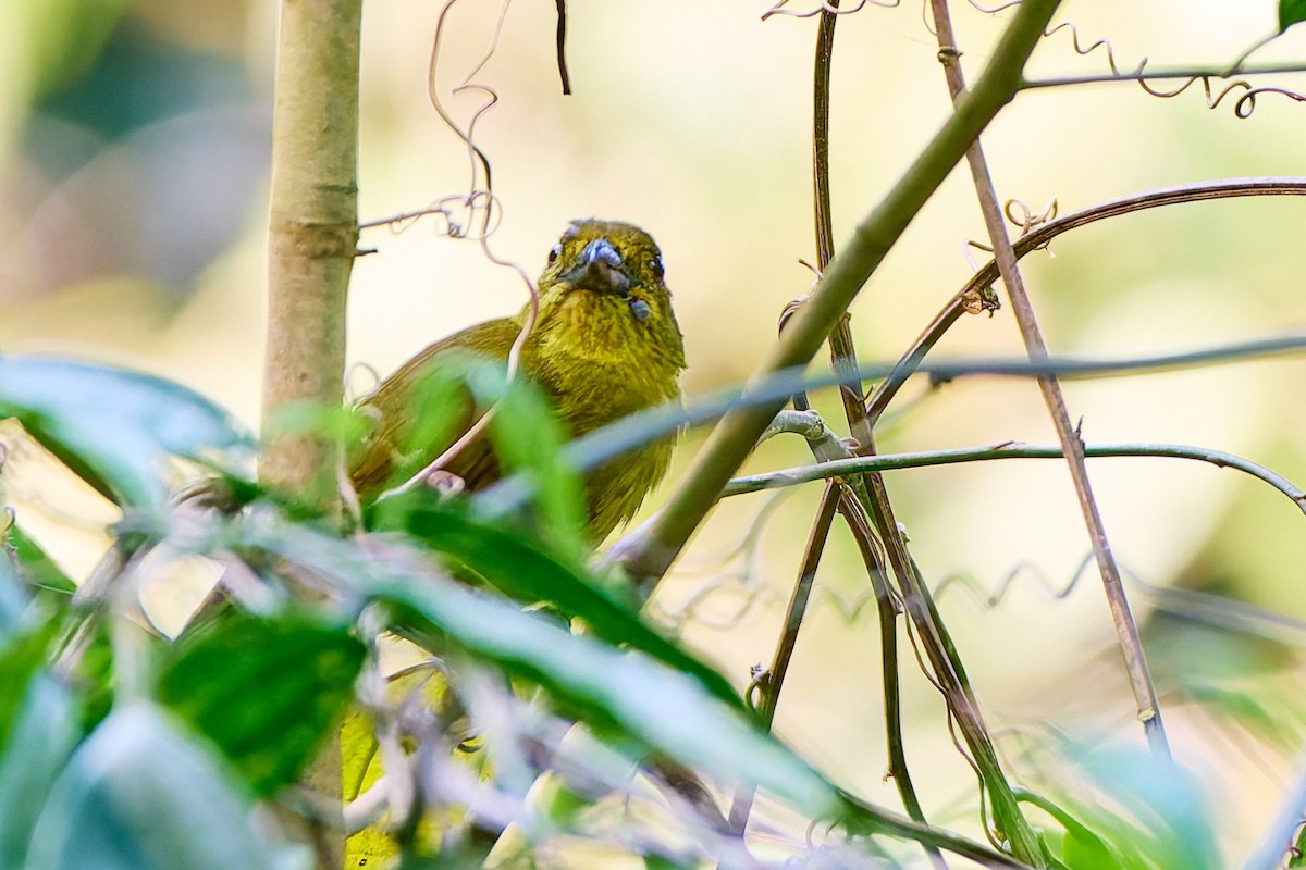 Yellow-lored Tanager - ML623988082