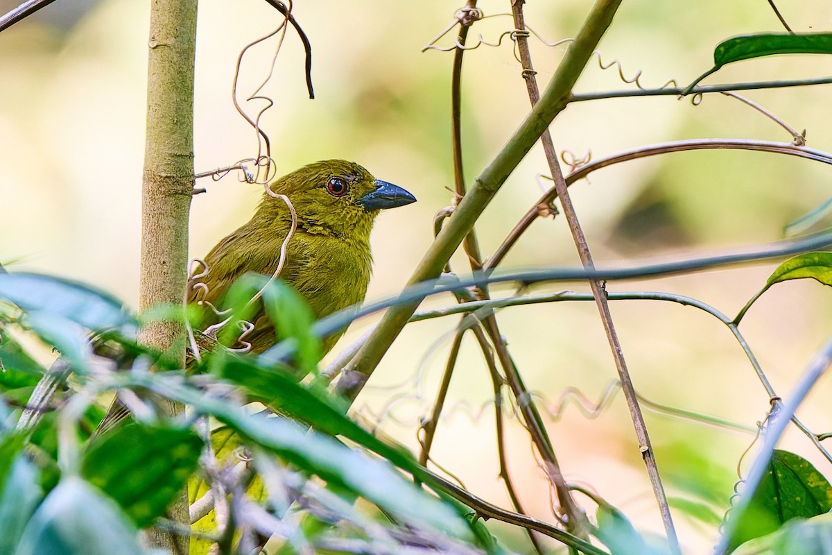 Yellow-lored Tanager - ML623988083