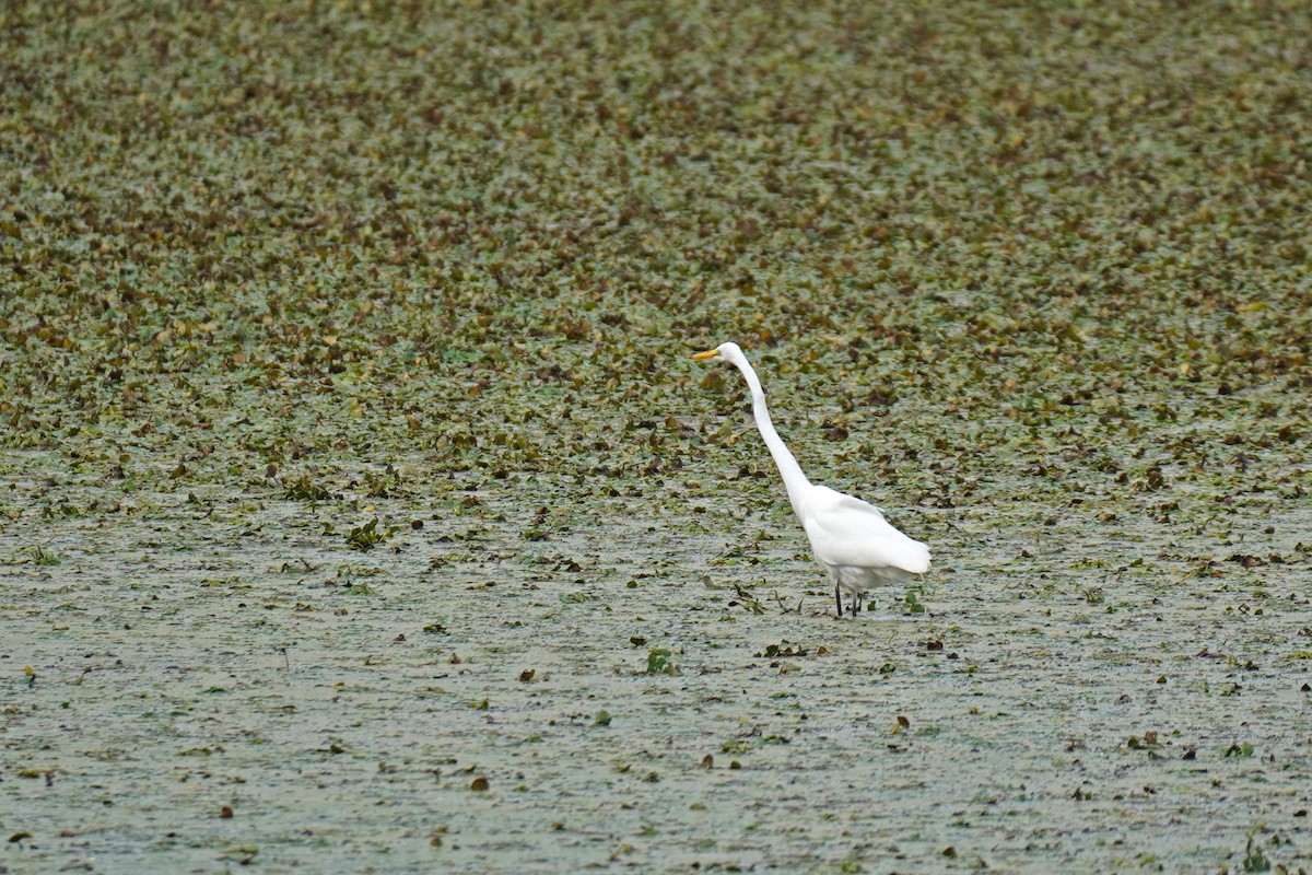 Great Egret - ML623988177