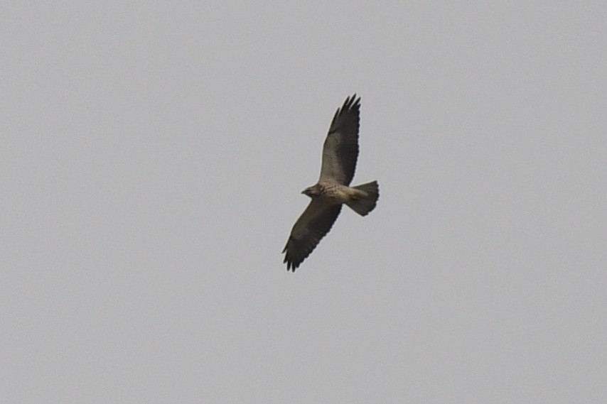 Swainson's Hawk - ML623988197