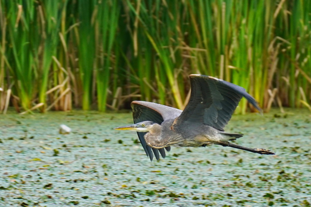 Great Blue Heron - ML623988216