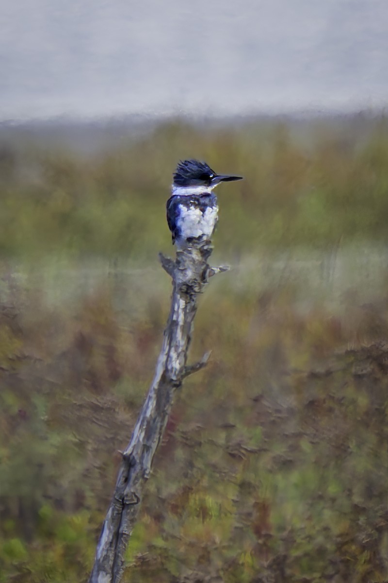 Belted Kingfisher - Gordon Norman