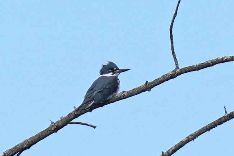 Belted Kingfisher - ML623988257