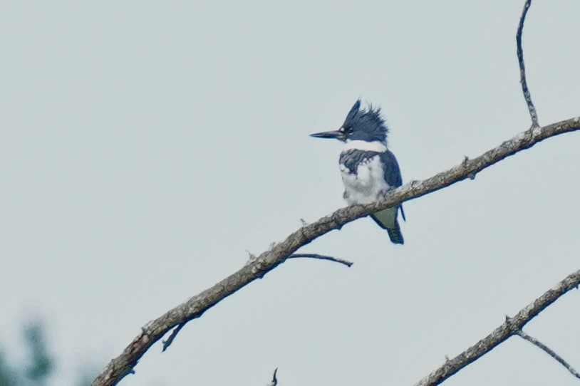 Belted Kingfisher - ML623988258