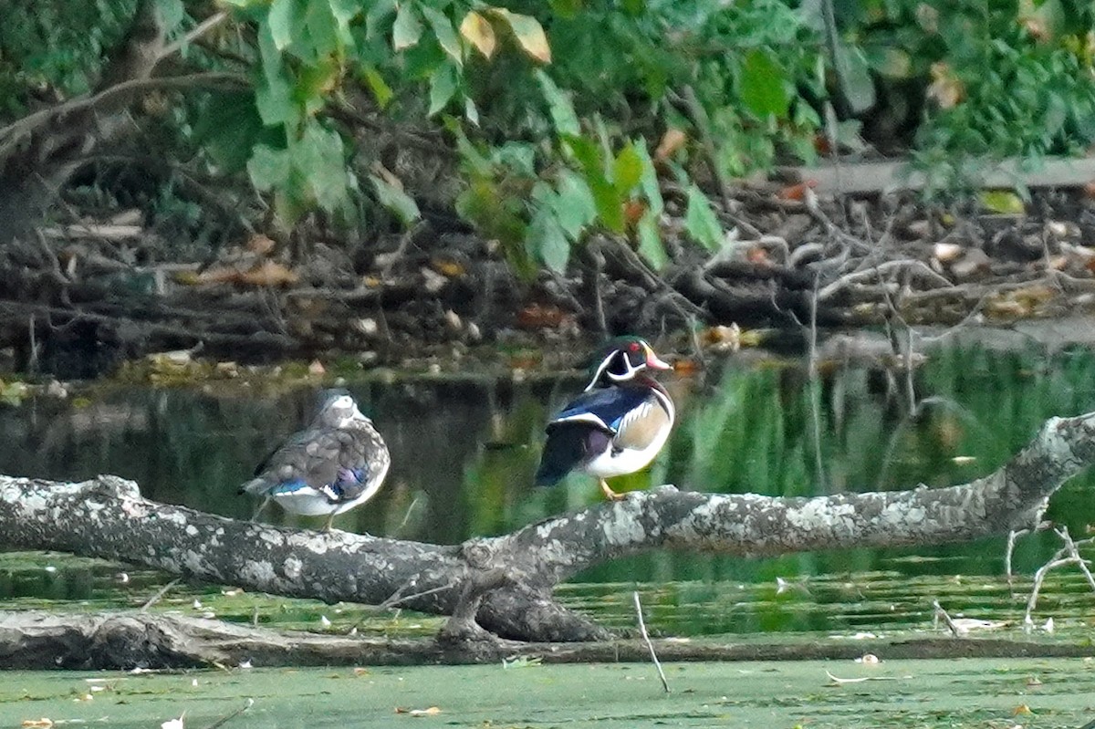 Wood Duck - ML623988271