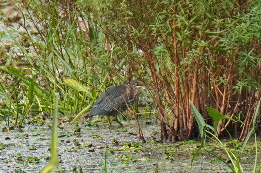 Green Heron - ML623988292