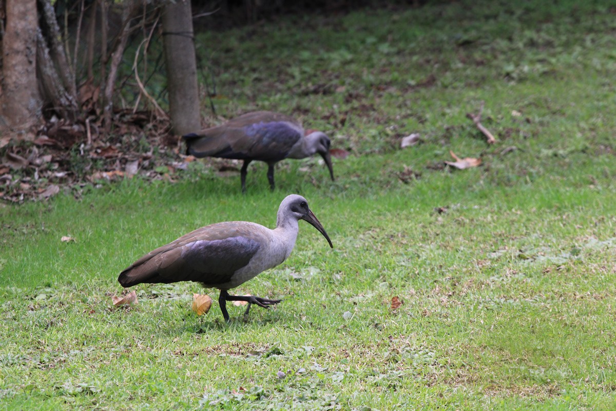 Ibis Hadada - ML623988304