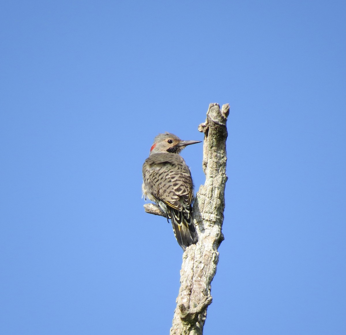 Carpintero Escapulario - ML623988314