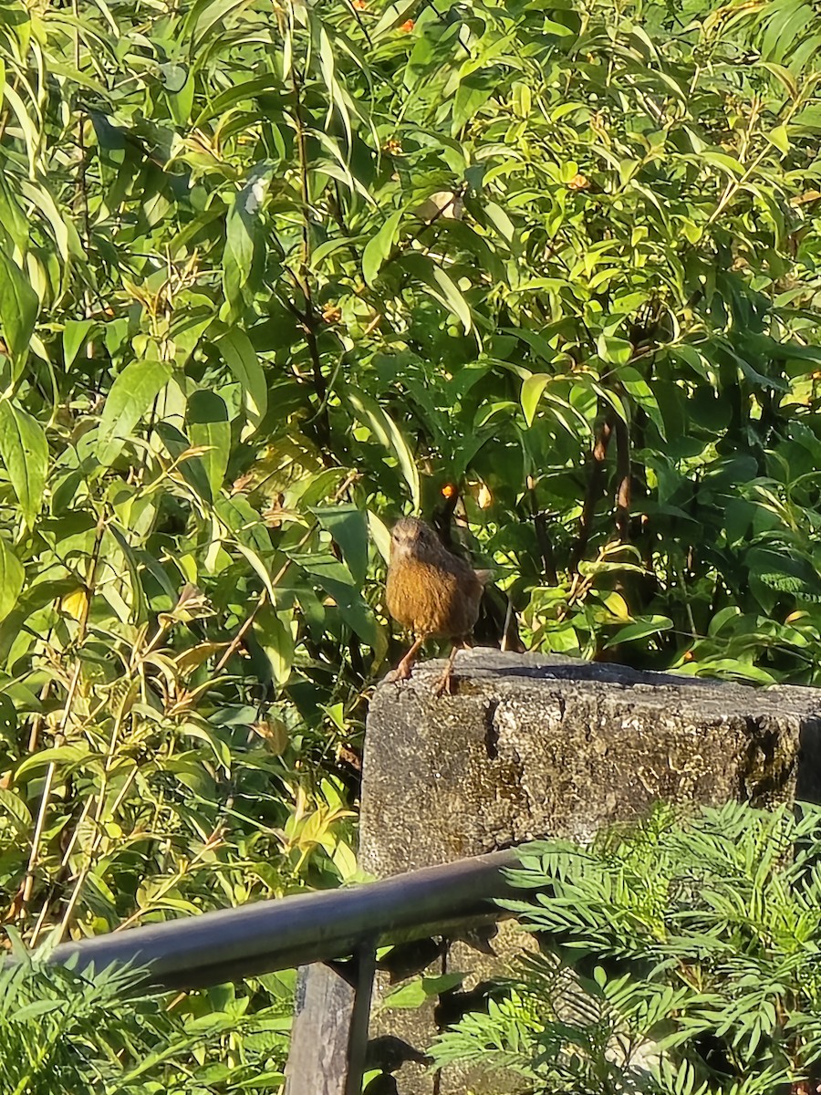 Streaked Laughingthrush - ML623988326