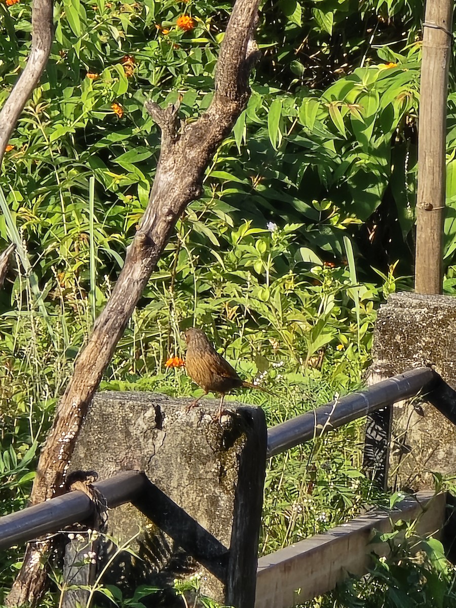 Streaked Laughingthrush - ML623988327