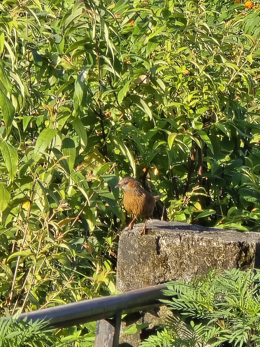 Streaked Laughingthrush - ML623988328