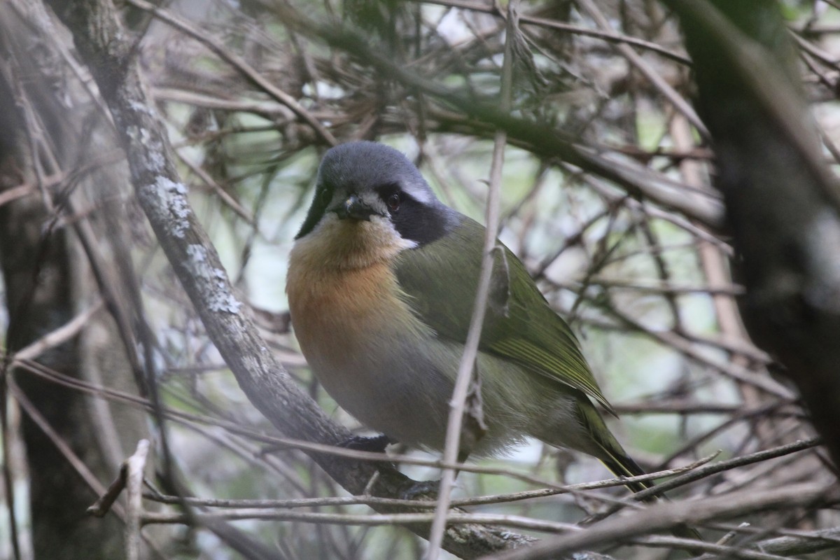 Olive Bushshrike - ML623988332