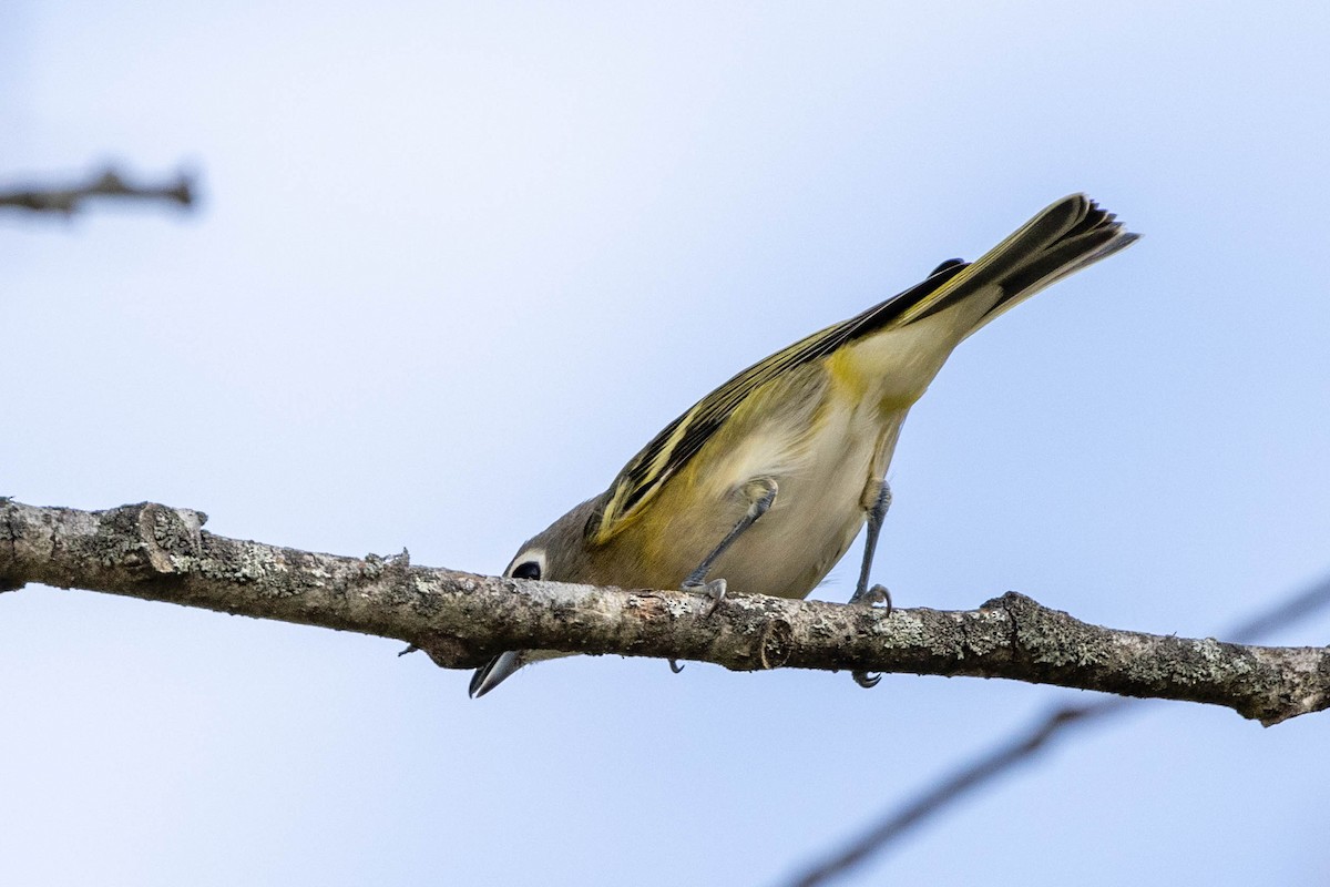 Blue-headed Vireo - ML623988342