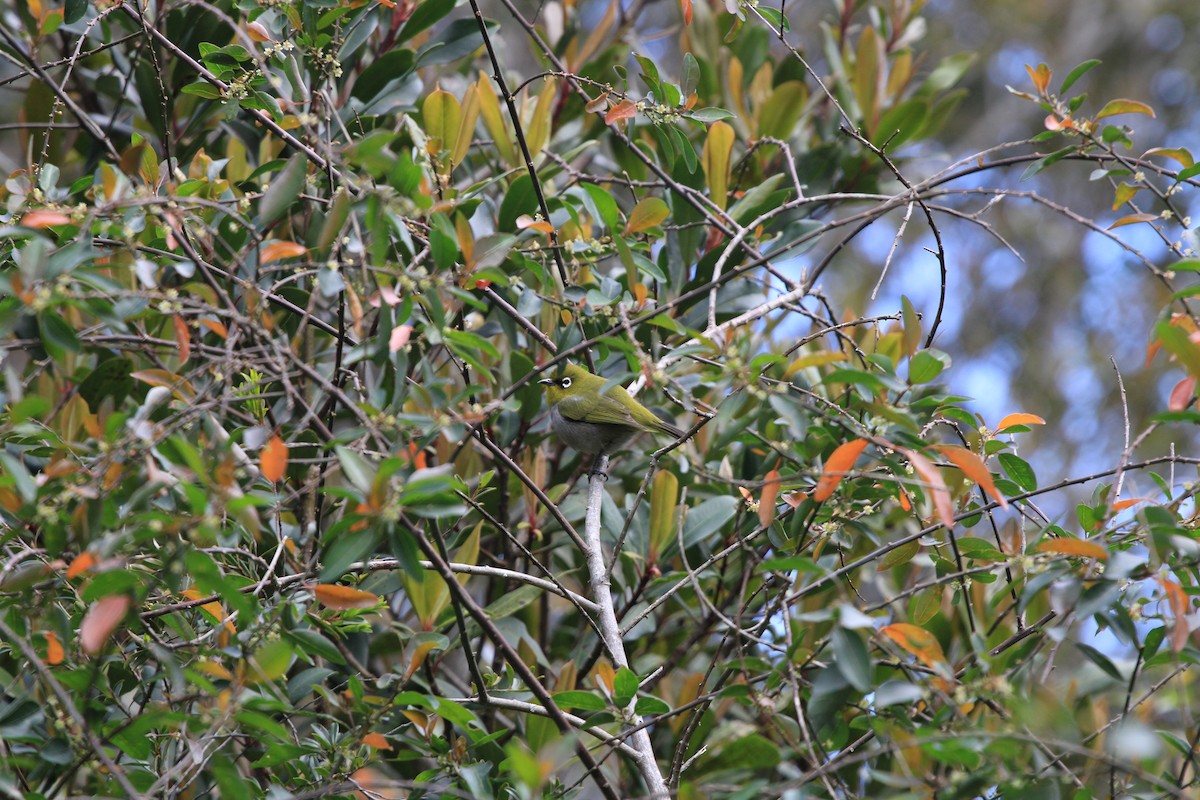 Cape White-eye - ML623988363