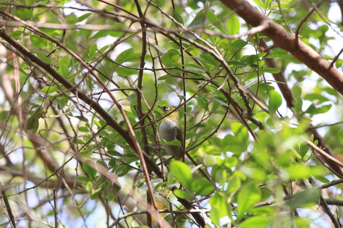 Cape White-eye - ML623988364