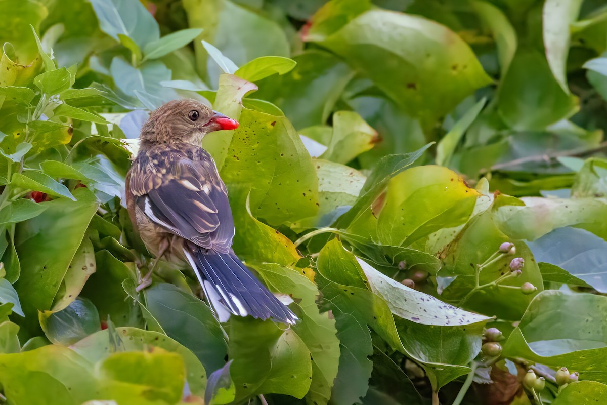 Eastern Towhee - ML623988380