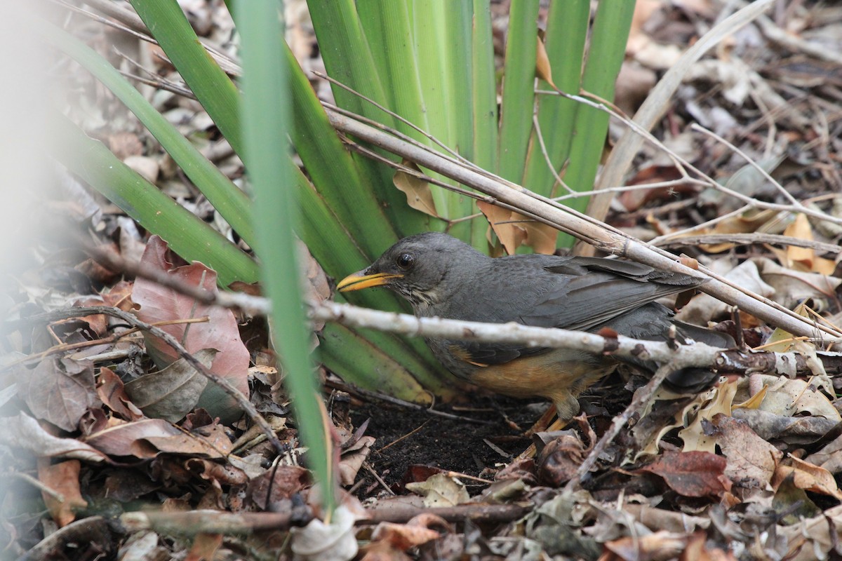 Olive Thrush - ML623988386