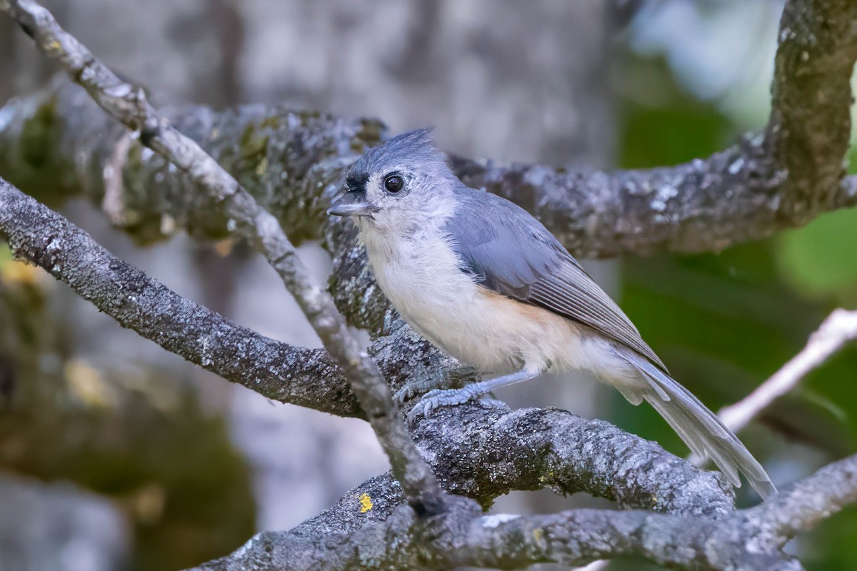 Tufted Titmouse - ML623988389