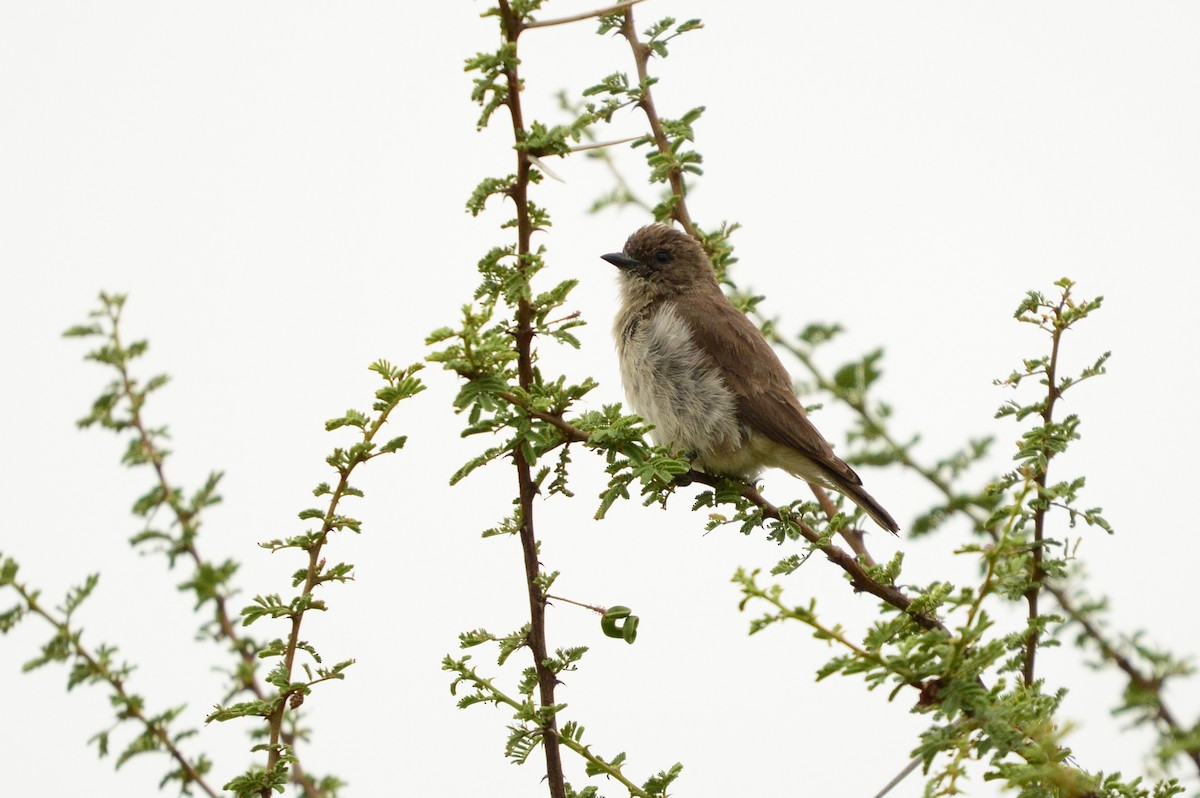 Wahlberg's Honeyguide - ML623988409