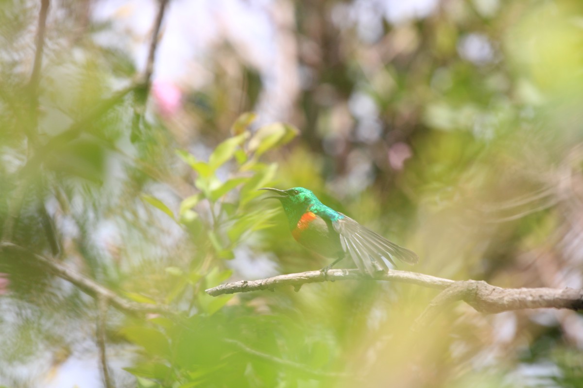 Southern Double-collared Sunbird - Dylan Schröder