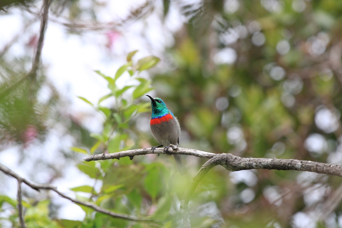 Southern Double-collared Sunbird - ML623988418