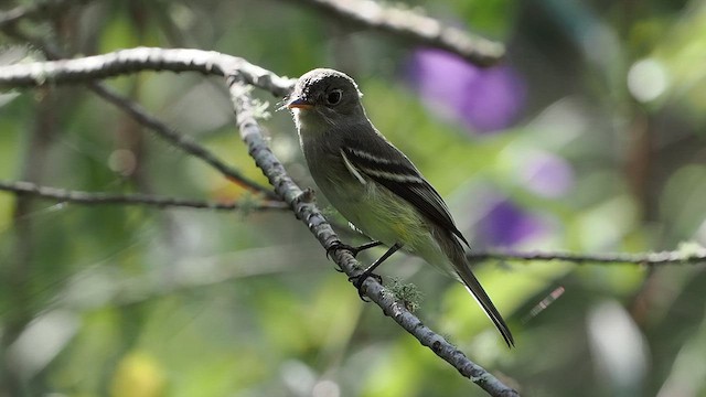 Moucherolle tchébec - ML623988434