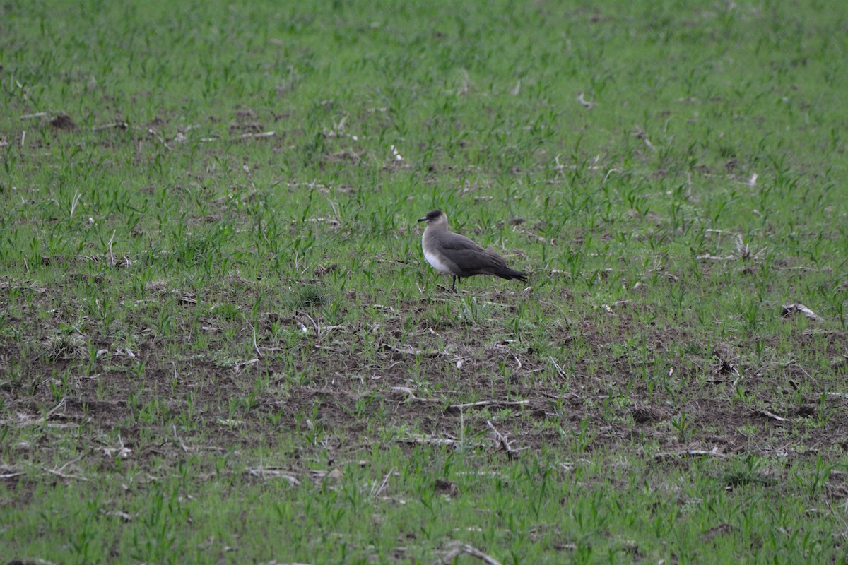 Parasitic Jaeger - Mike O'Leary