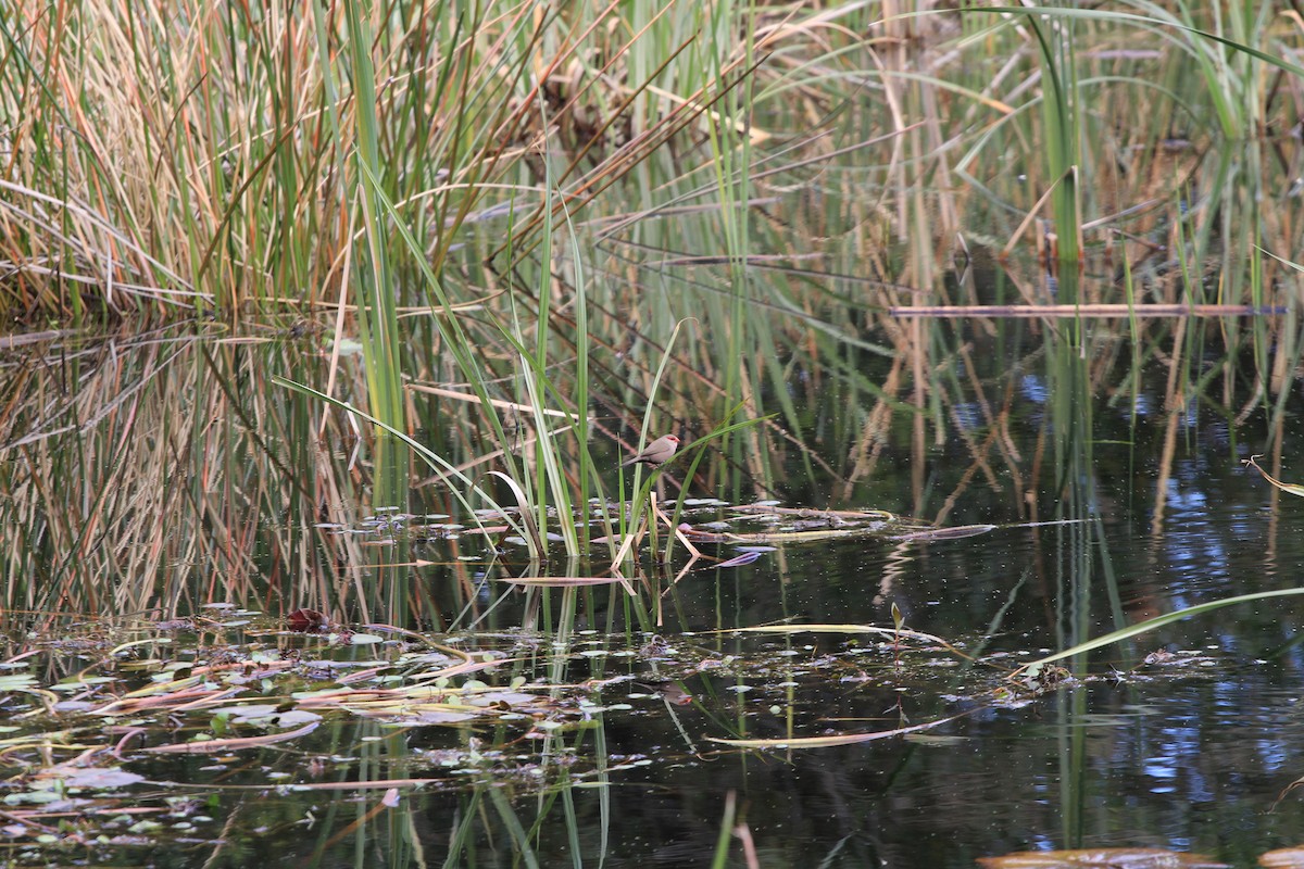 Common Waxbill - ML623988445