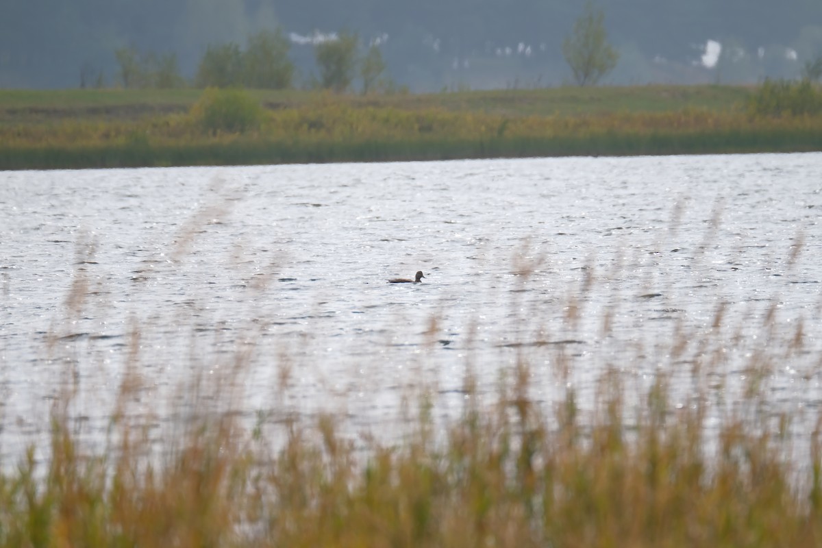 duck sp. - ML623988446