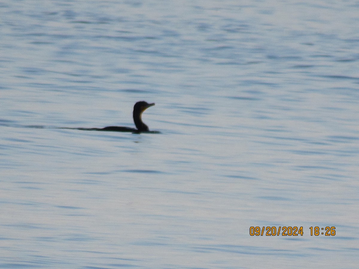 Double-crested Cormorant - ML623988454