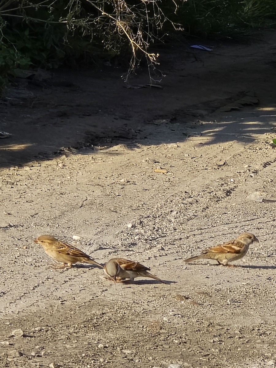 House Sparrow - ML623988456