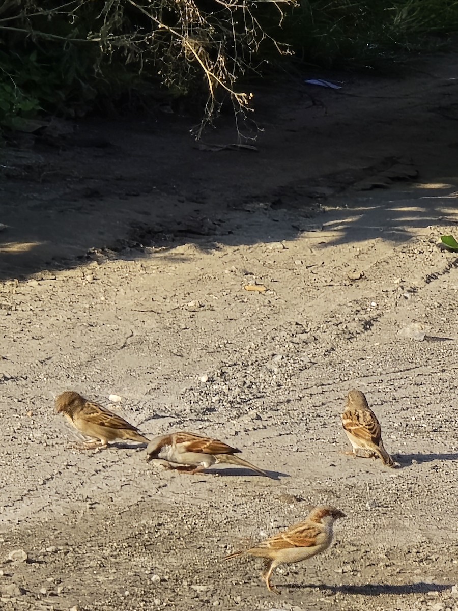 House Sparrow - ML623988457