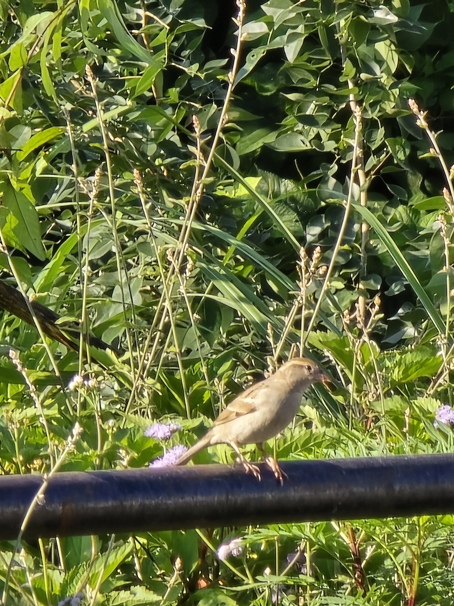 House Sparrow - ML623988458