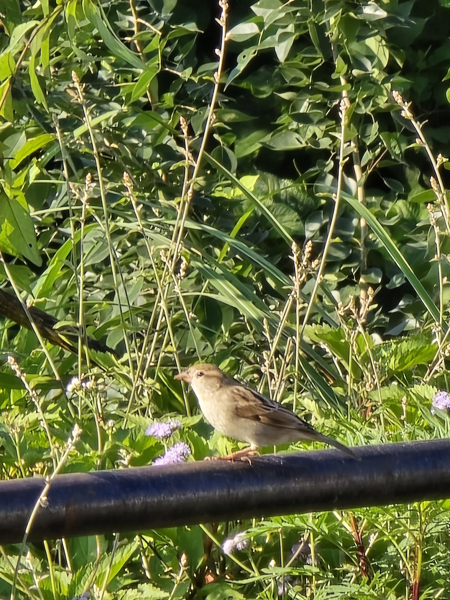 House Sparrow - ML623988459