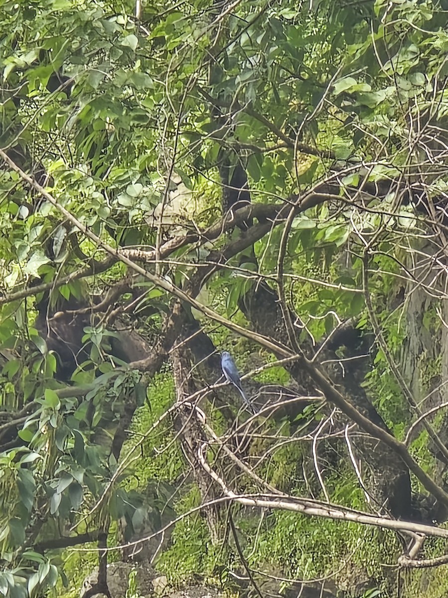 Ashy Drongo - Shivakumar Gangal