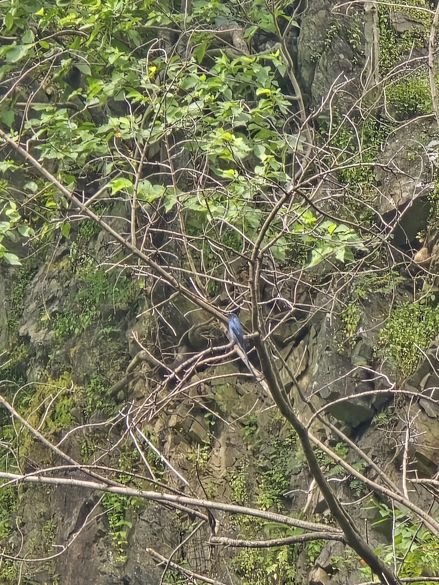 drongo kouřový - ML623988477