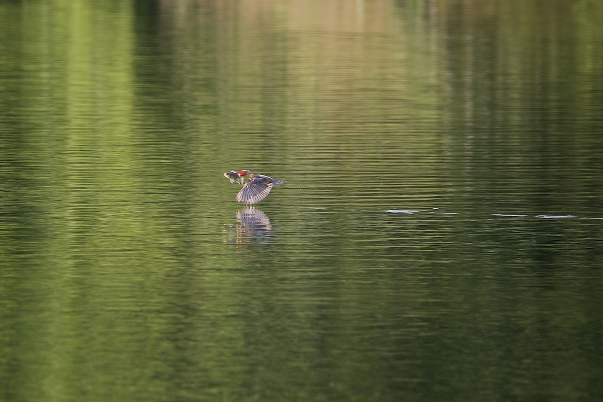 Stork-billed Kingfisher - Peeramon Ngarmtipanont