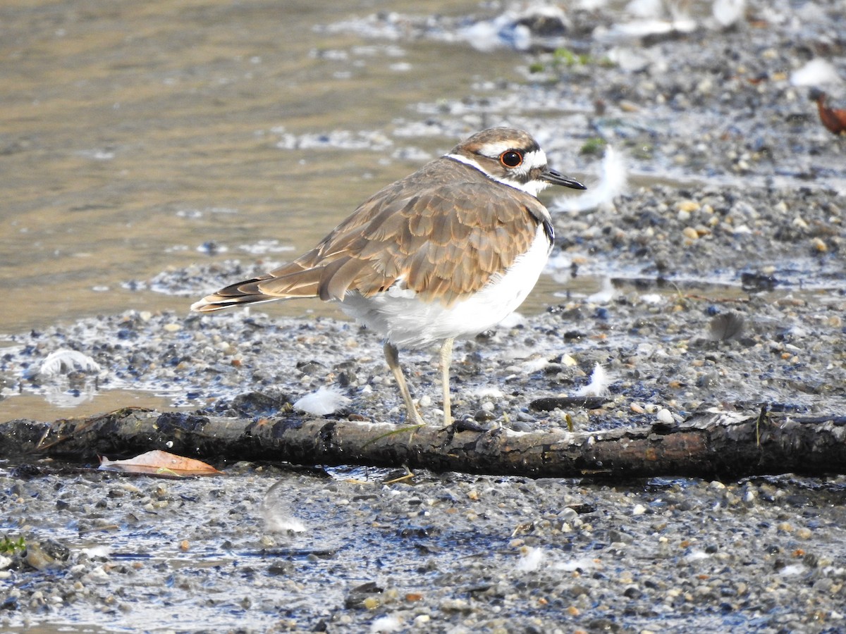 Killdeer - ML623988492