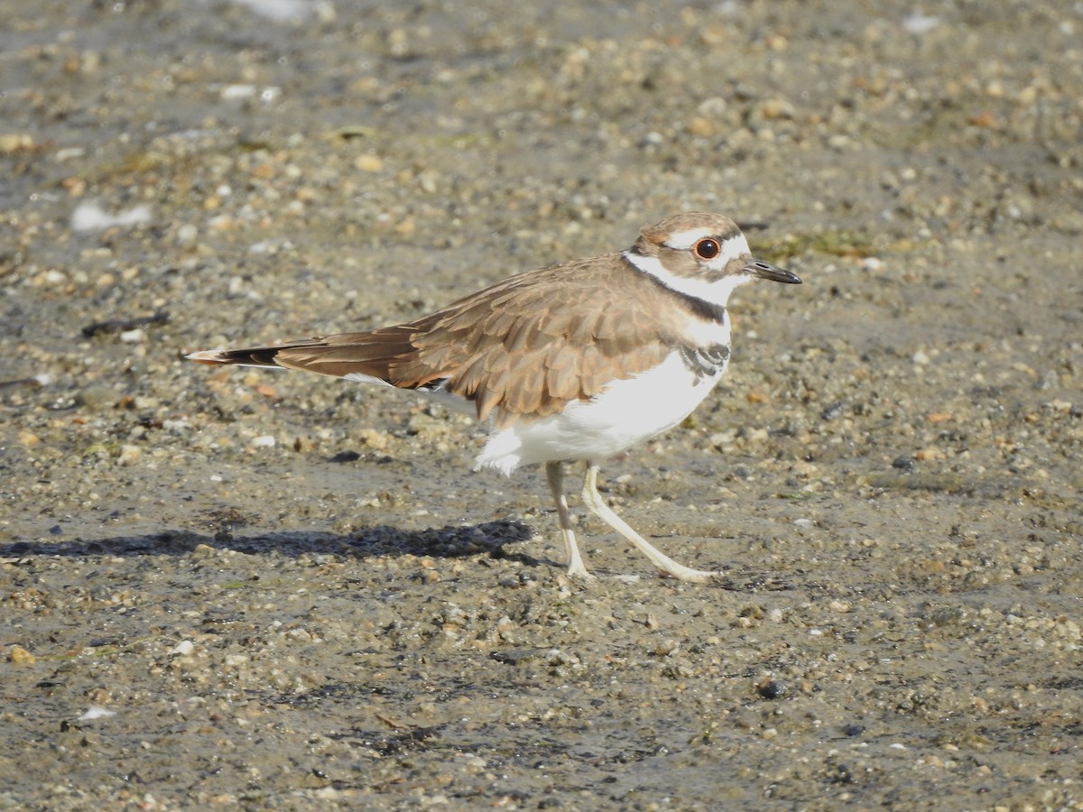 Killdeer - ML623988500