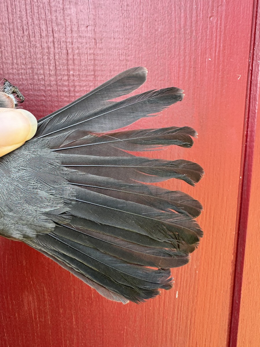 Gray Catbird - Lauren diBiccari