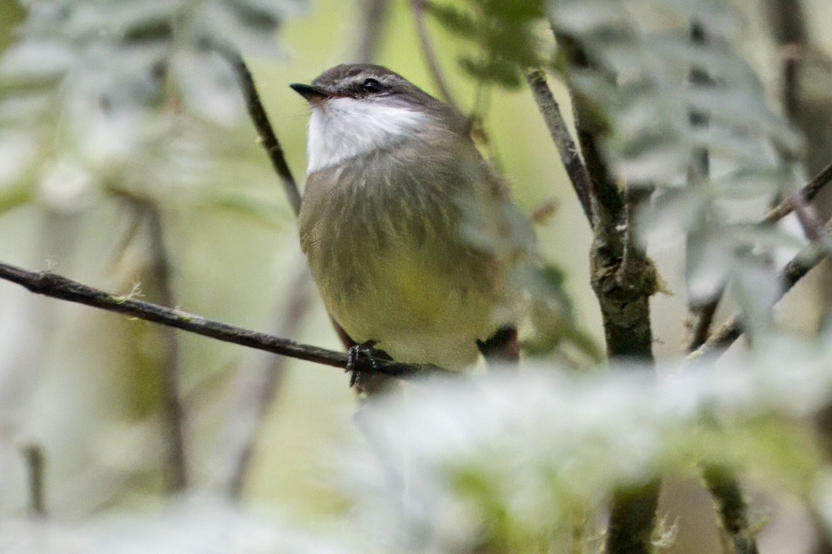 White-throated Tyrannulet - ML623988510