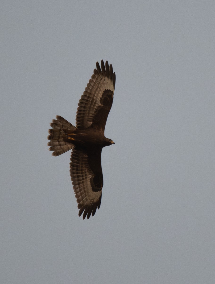 European Honey-buzzard - ML623988544