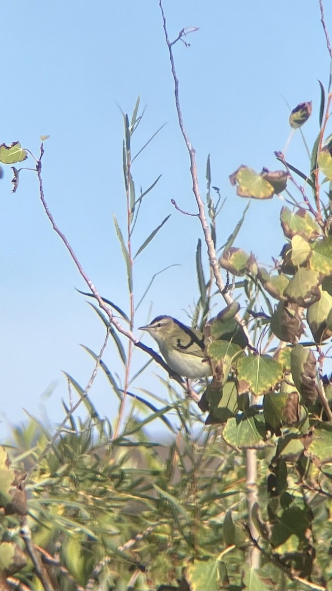 rødøyevireo - ML623988548