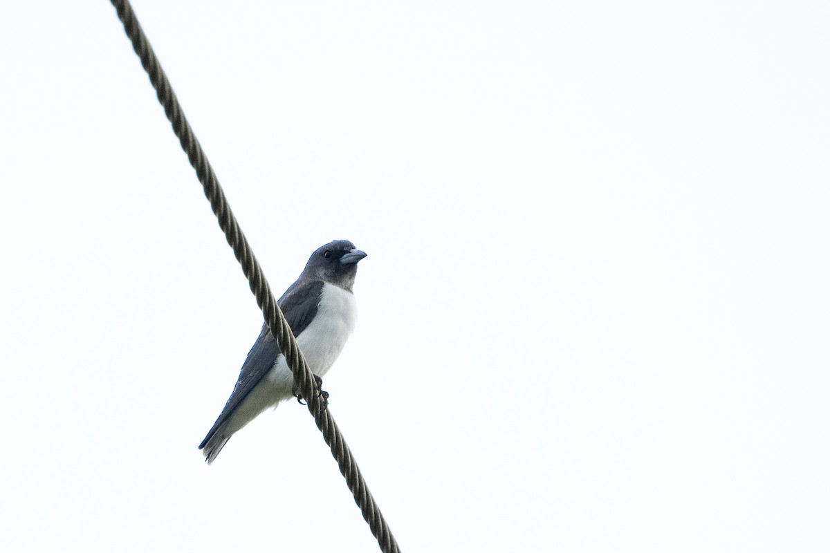 White-breasted Woodswallow - ML623988558