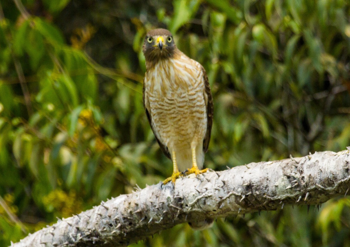 Roadside Hawk - ML623988562